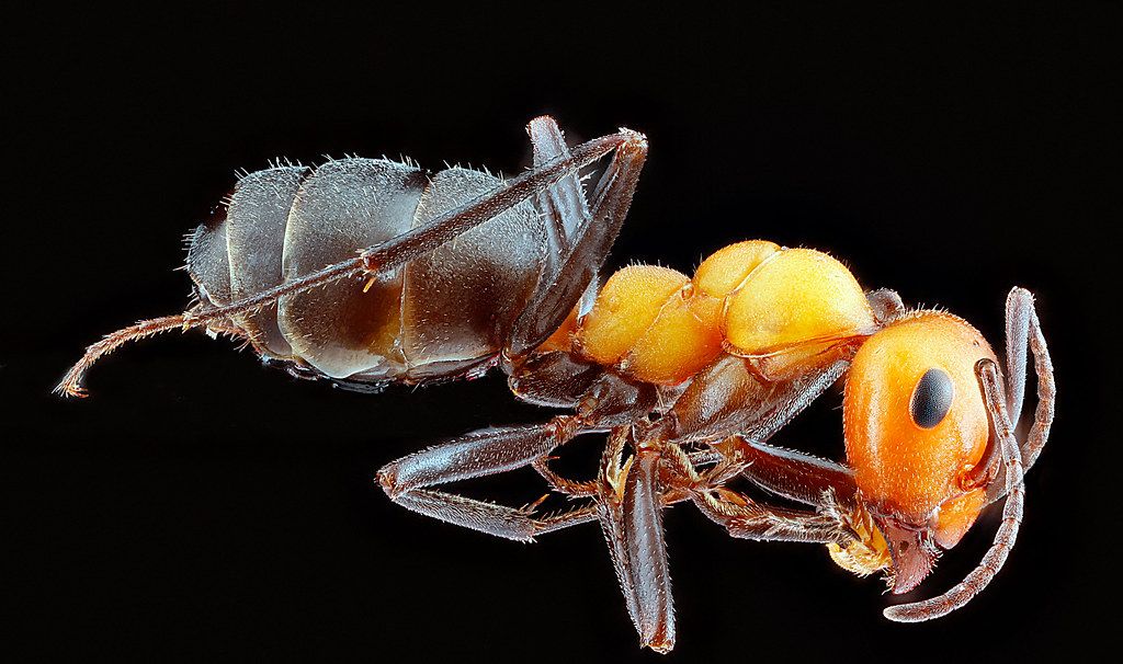 Ant Control service in Compton, CA