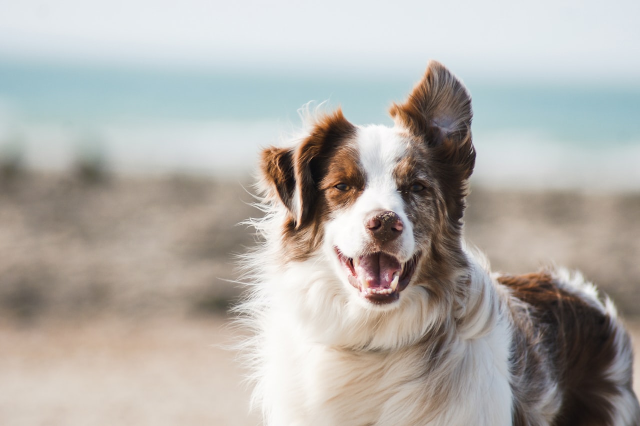 Flea & Tick Control service in Compton, CA