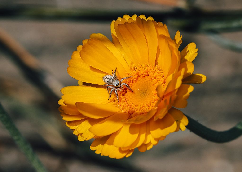 Spider Control service in Compton, CA